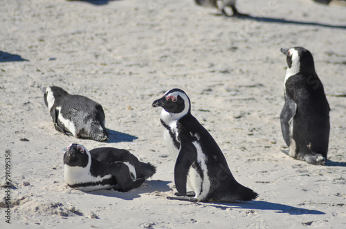 a big colony of penguins at boulders beach