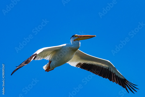 Soaring Pelican © Phil Hills