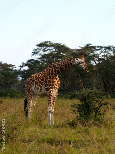 Rothschilds giraffe  Giraffa camelopardalis rothschildi