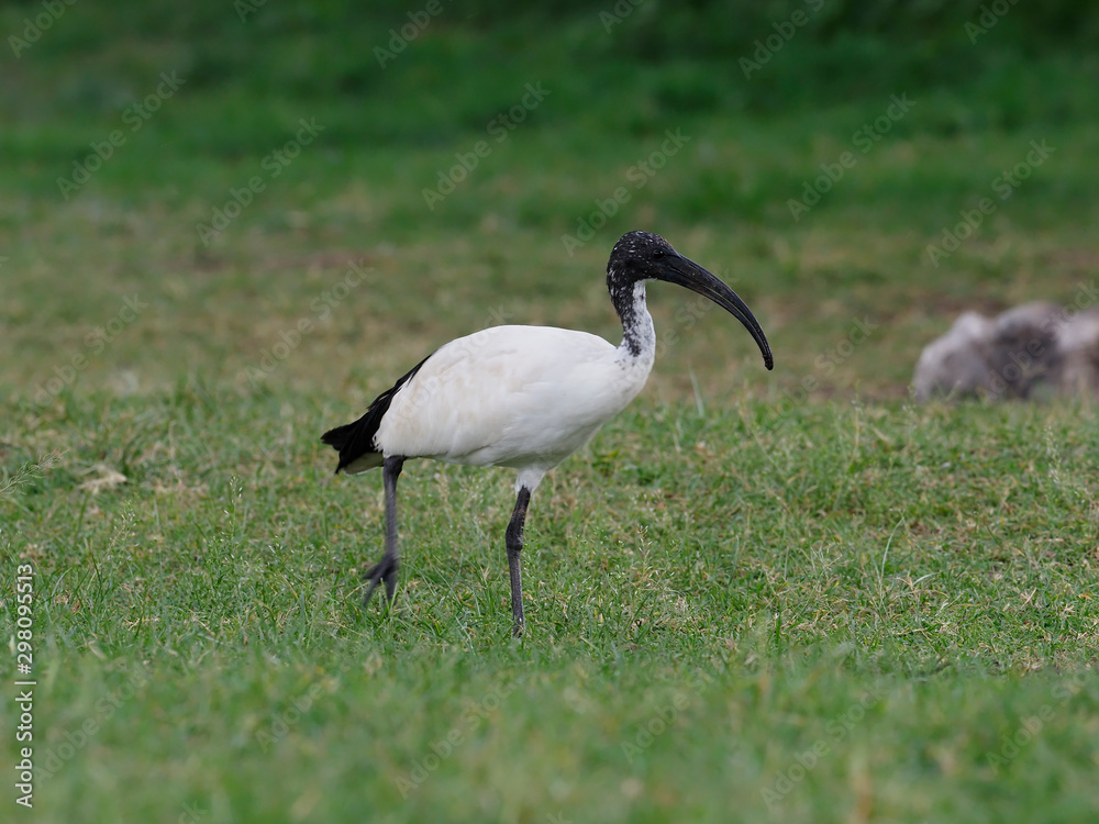 Fototapeta premium Sacred ibis, Threskiornis aethiopicus