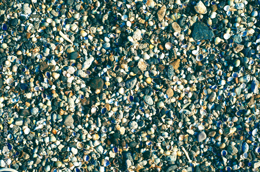 Fototapeta premium shells stones sea background. Seashell background, many sea shells.