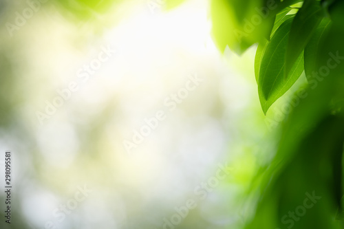 Nature of green leaf in garden at summer. Natural green leaves plants using as spring background cover page greenery environment ecology wallpaper