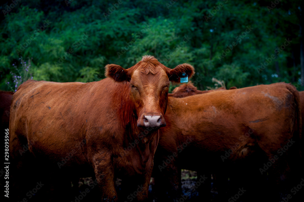 Herd of brown cows pasturing in outdoors corral against green plants on suburban farm Herd of brown cows pasturing in outdoors corral against green plants on suburban farm