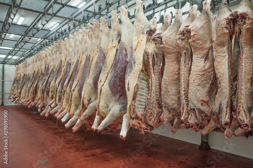 Mature fresh suspended carcass while counting in slaughterhouse workshop