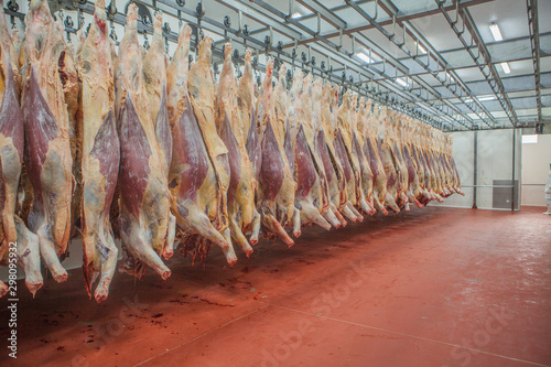 Mature fresh suspended carcass while counting in slaughterhouse workshop