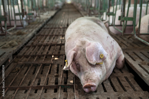 Healthy hog resting at pigpen