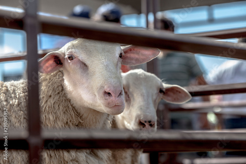 White sheep standing in paddock on suburban farm in village and looking at camera