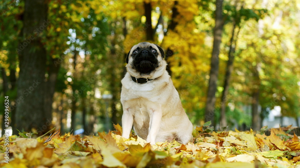Surprised, emotional and funny pug dog sitting on yellow leaves in sunny autumn forest. Surprised, emotional and funny pug dog sitting on yellow leaves in sunny autumn forest.