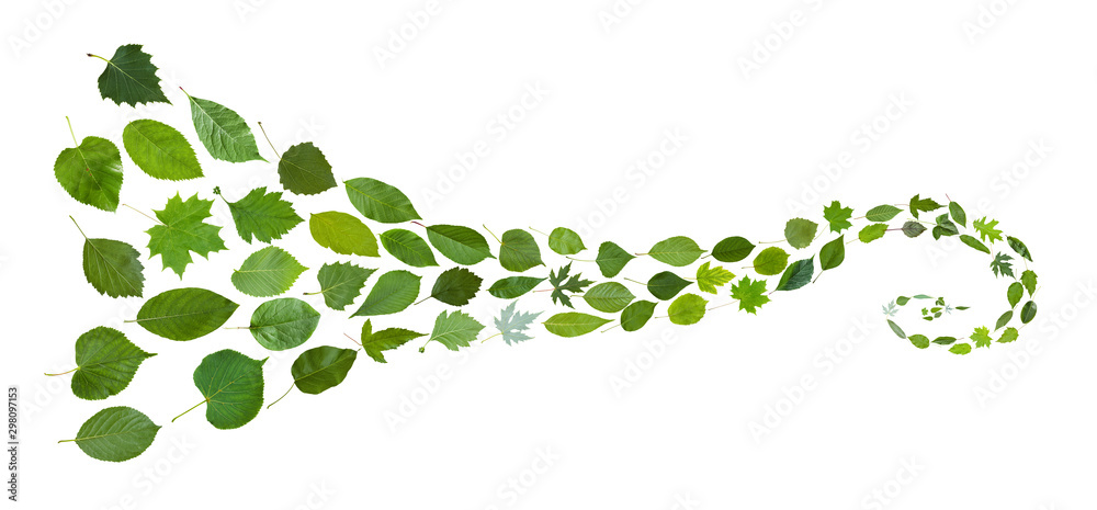 spiral pattern from green leaves isolated on white - obrazy, fototapety, plakaty 