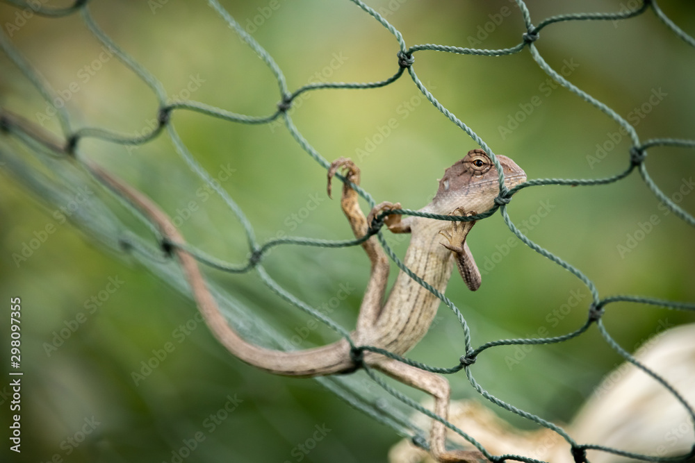 A light brown chameleon perched on a green rope net with a green tree behind. As if he was secretly looking