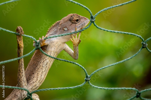 A light brown chameleon sticks on a rope of green lattice, with a green tree in the background.