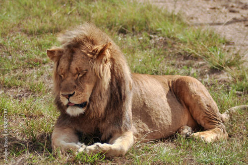 portrait of a male lion relaxing in the grass