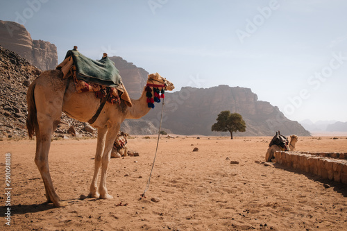 Camel waiting his ride, Wadi Rum photo