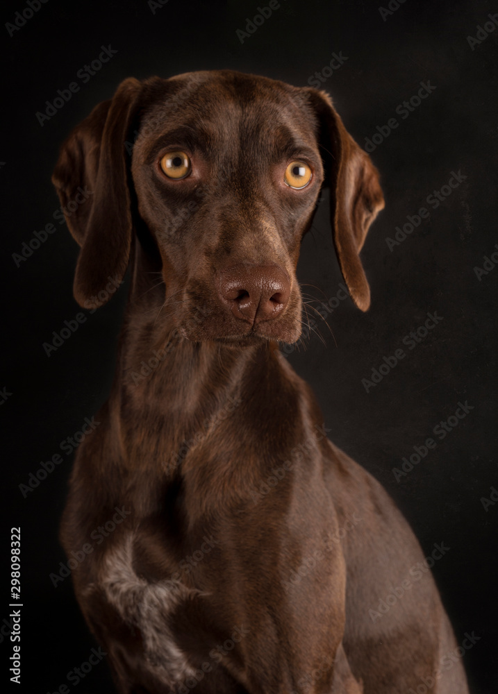 Portrait of brown Weimaraner with yellow eyes sitting on black background and looking away Portrait of brown Weimaraner with yellow eyes sitting on black background and looking away