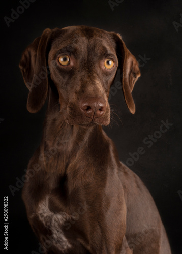 Wallpaper Mural Portrait of brown Weimaraner with yellow eyes sitting on black background and looking away Torontodigital.ca