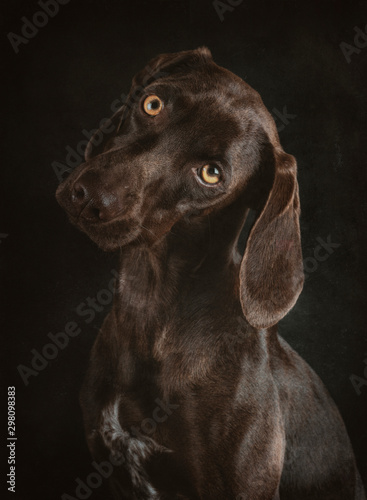 Portrait of brown Weimaraner with yellow eyes sitting on black background