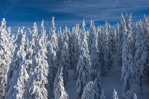 Fir trees covered with snow, which are looked from above. Beautiful, calm, picturesque wintry scene. Top view.