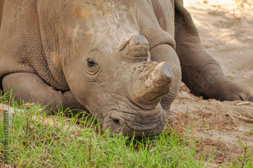 Φωτογραφία portrait of a rhino relaxing in the african savannah