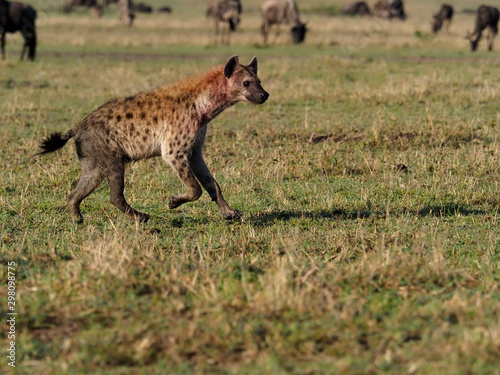 Spotted Hyeana, Crocuta crocuta,