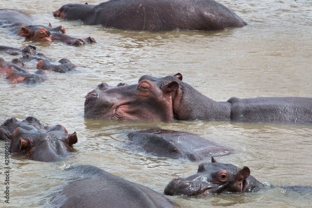 Large Hippopotamus in the river with its head sticking out, side view close up. Large Hippopotamus in the river with its head sticking out, side view close up.