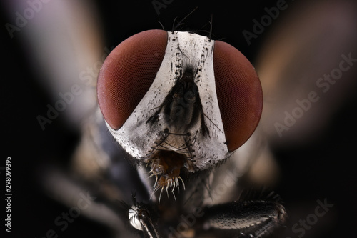 close up of housefly photo