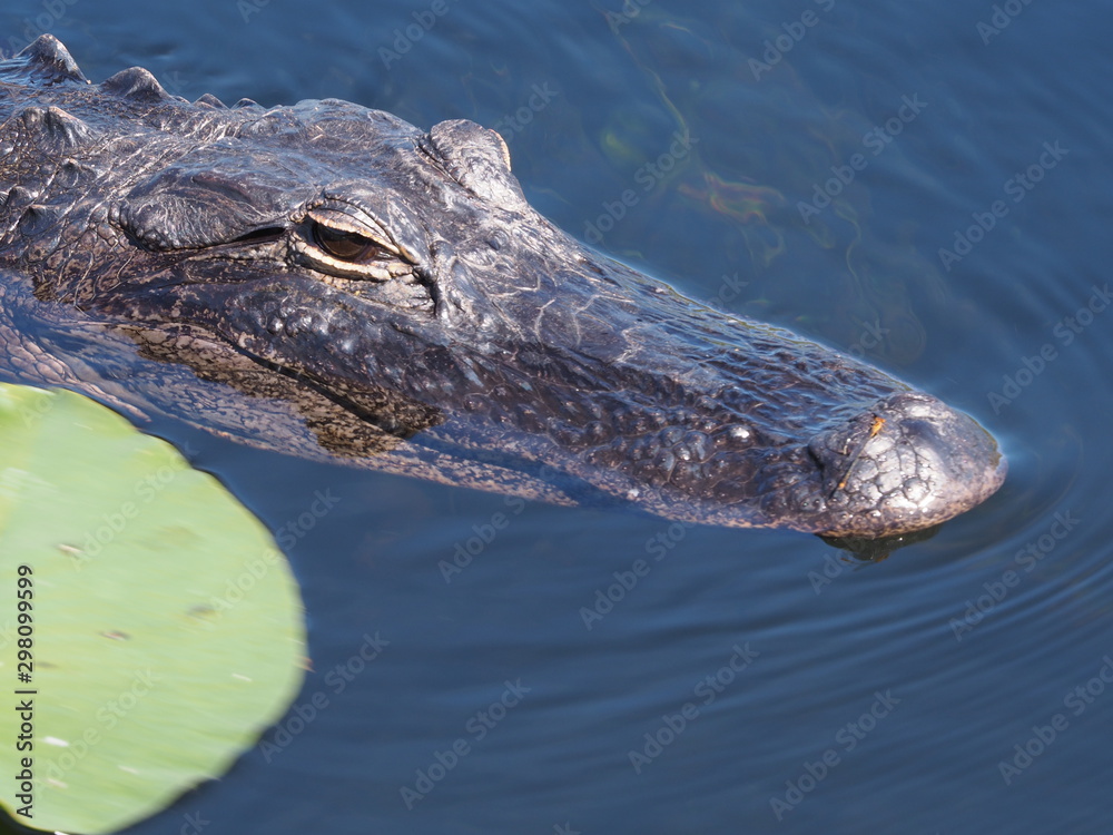 Alligator in den Everglades in Florida Alligator in den Everglades in Florida