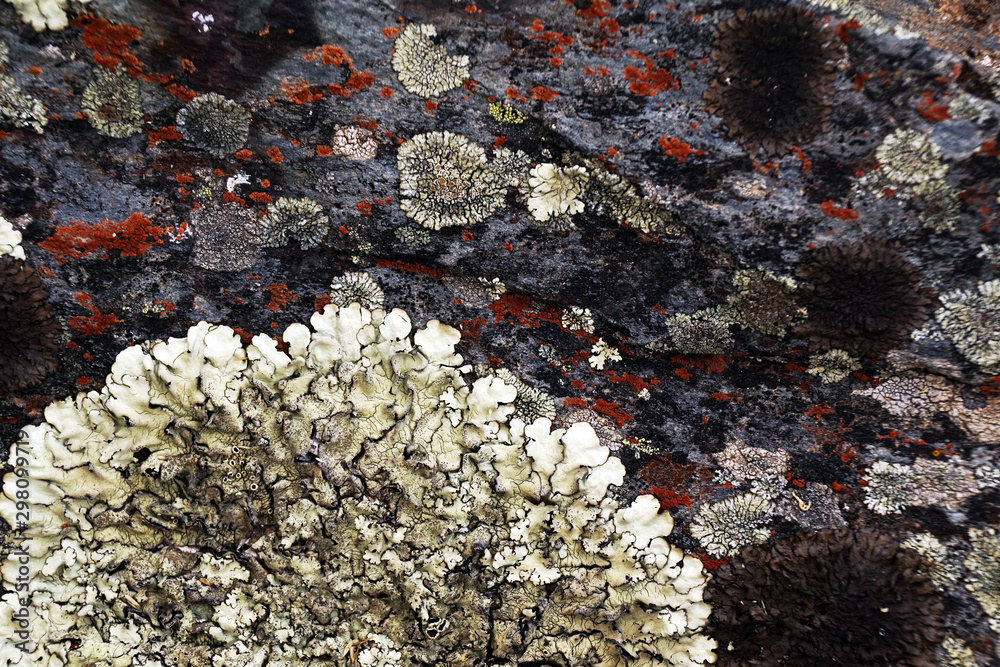 Closeup of natural abstract lichen growing on bark of old tree Closeup of natural abstract lichen growing on bark of old tree