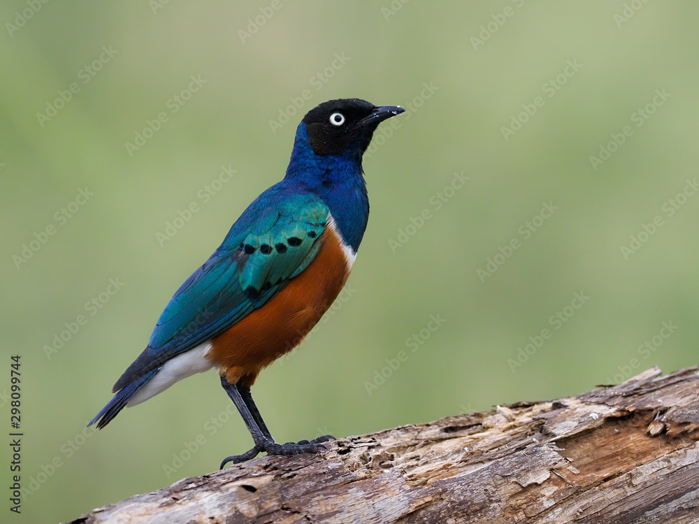 Superb starling, Lamprotornis superbus Superb starling, Lamprotornis superbus