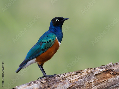 Superb starling, Lamprotornis superbus