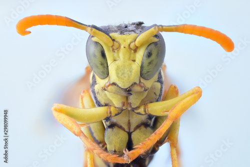 Close up of wasp insect photo