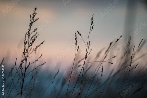 dry grass and blue sky