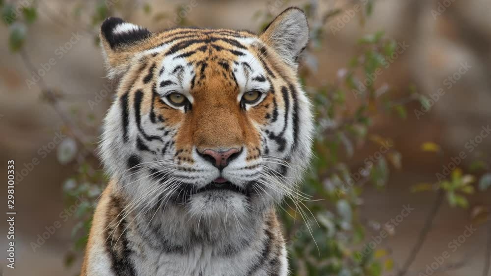 Siberian tiger (Panthera tigris altaica) tigress portrait Siberian tiger (Panthera tigris altaica) tigress portrait