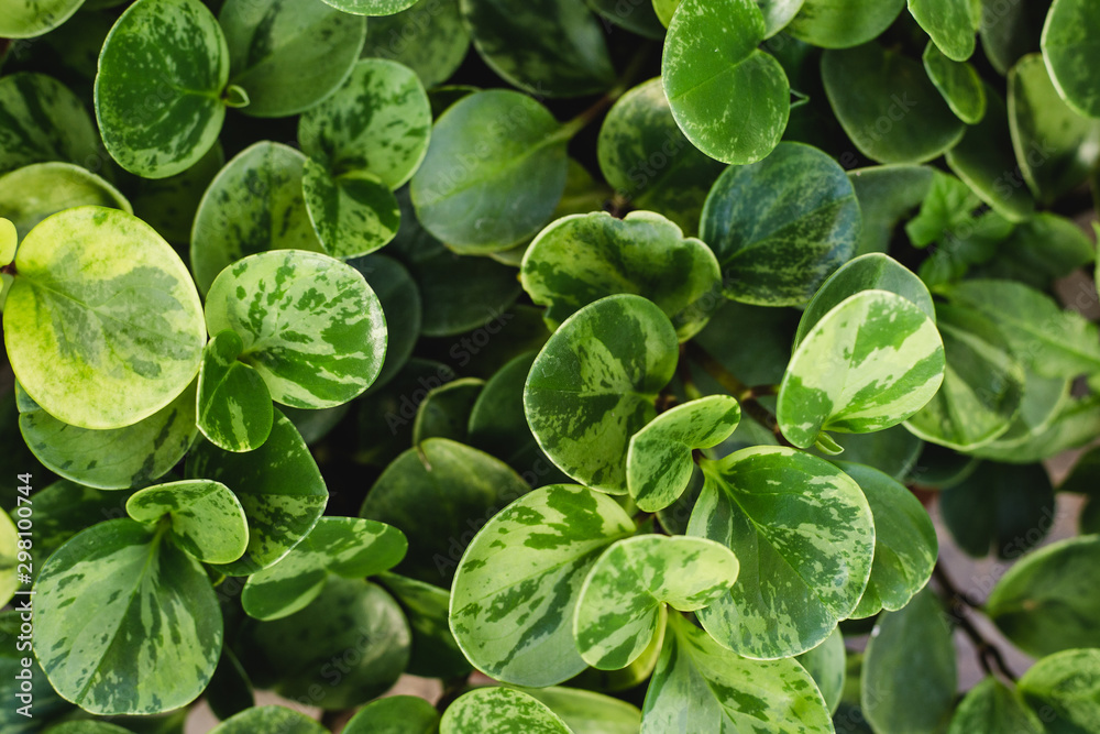 Peperomia obtusifolia texture. Creative layout made of green leaves. Nature background Peperomia obtusifolia texture. Creative layout made of green leaves. Nature background