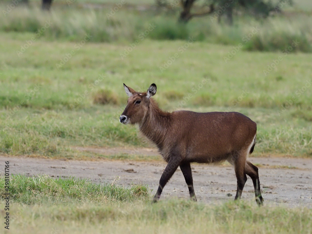 Waterbuck, Kobus ellipsipymaus Waterbuck, Kobus ellipsipymaus