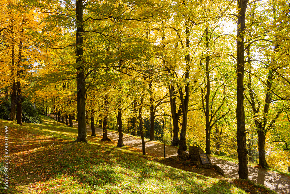 Fototapeta premium Piękna poranna scena w lesie z promieniami słońca i długimi cieniami