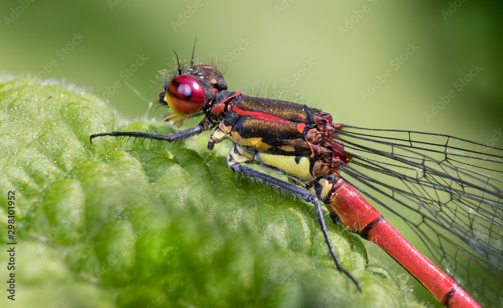 dragonfly on leaf dragonfly on leaf