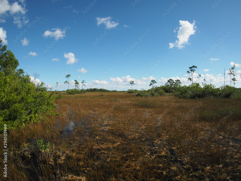 Obraz premium Everglades in Florida