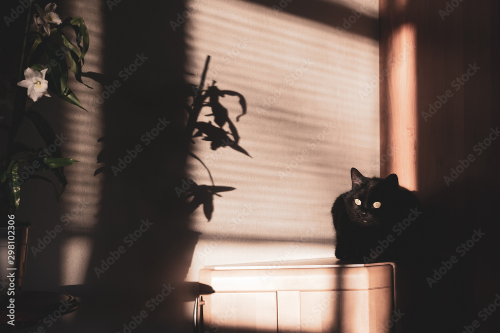 black cat and plant in dark room  - obrazy, fototapety, plakaty 