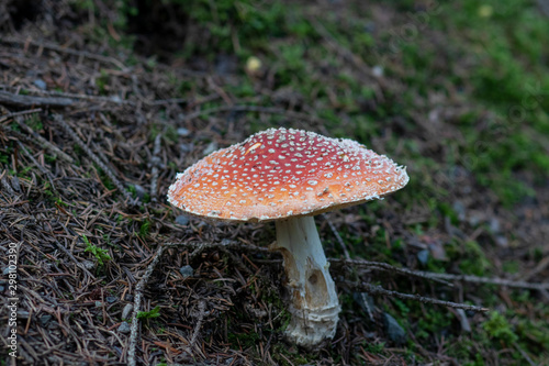 Fly agaric in the Bavarian Forest