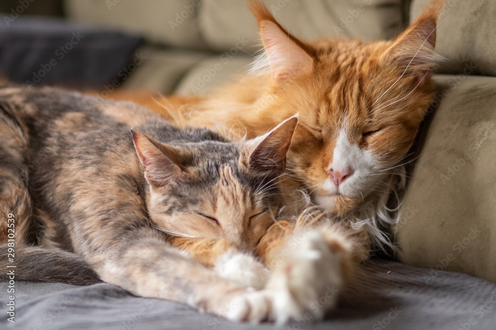 Fototapeta premium Wir gehören zusammen