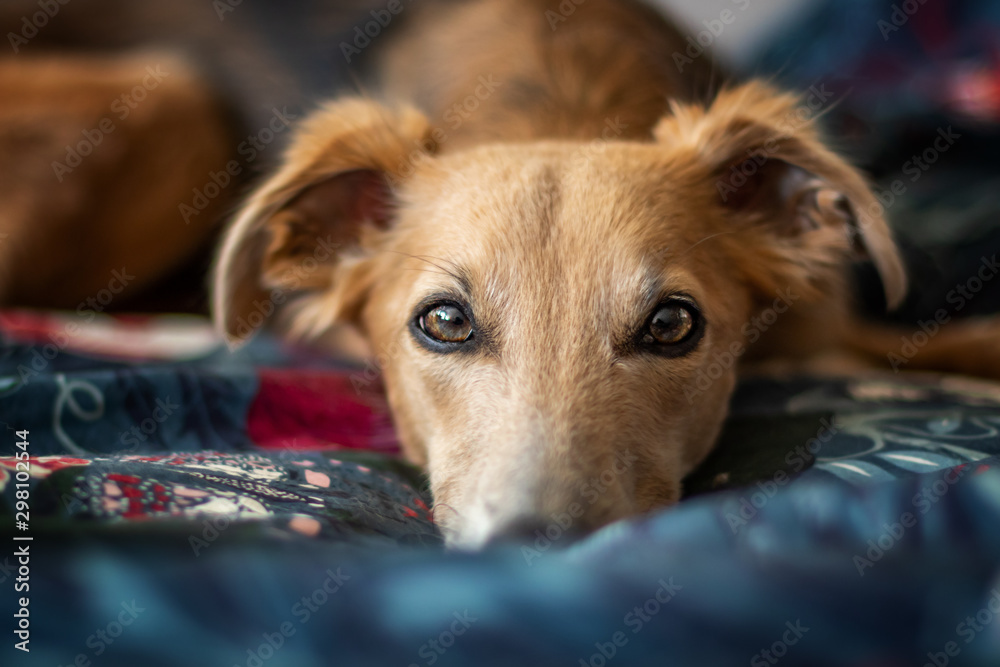 Windhundportrait