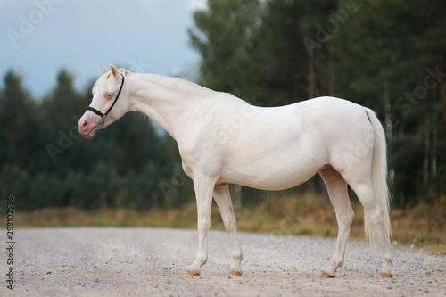 White horse stands on the background of nature. Exterior portrait.