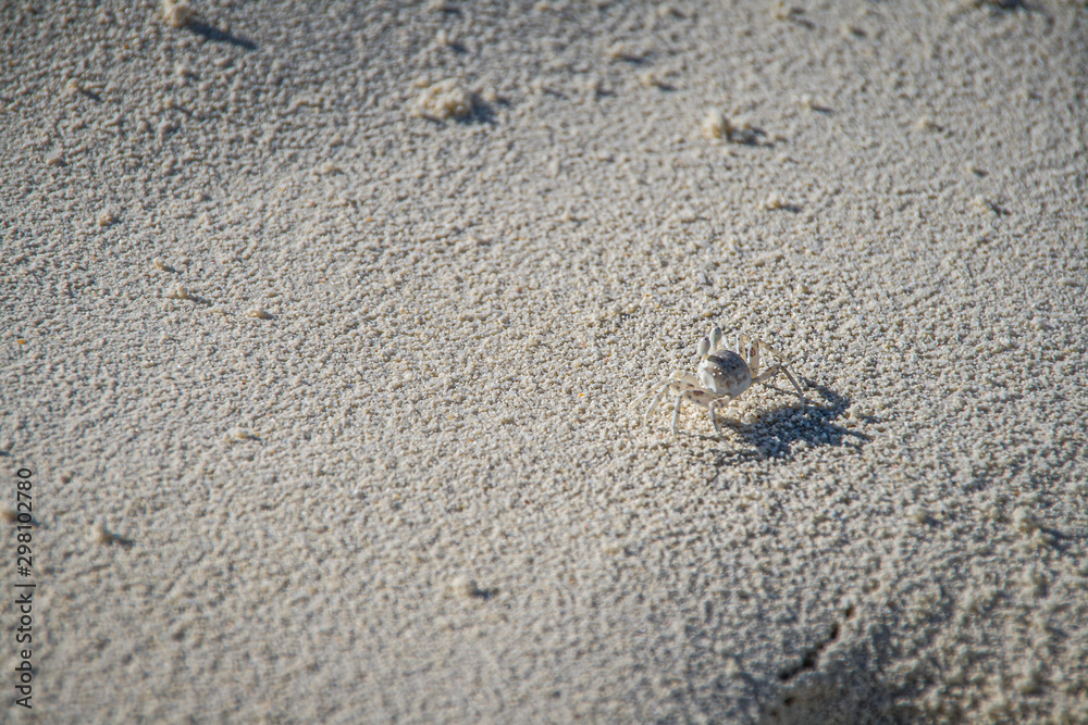 Little crab on white sand in Maldives islands. Little crab on white sand in Maldives islands.