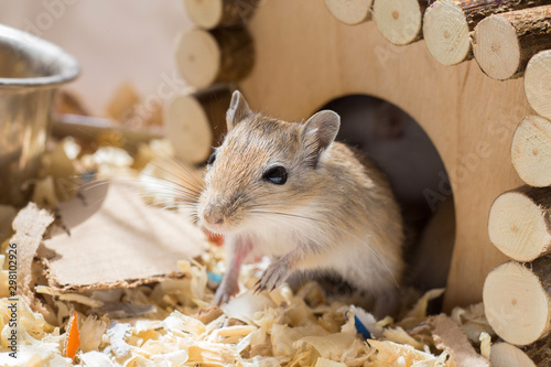 A small domestic gerbil rodent peeps out of his wooden house in a sawdust cage