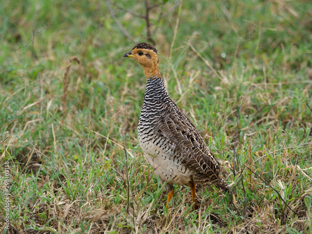 Yellow-necked spurfowl, Pternistis leucoscepus Yellow-necked spurfowl, Pternistis leucoscepus
