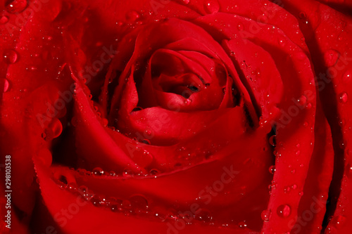 Close up of beautiful red rose.