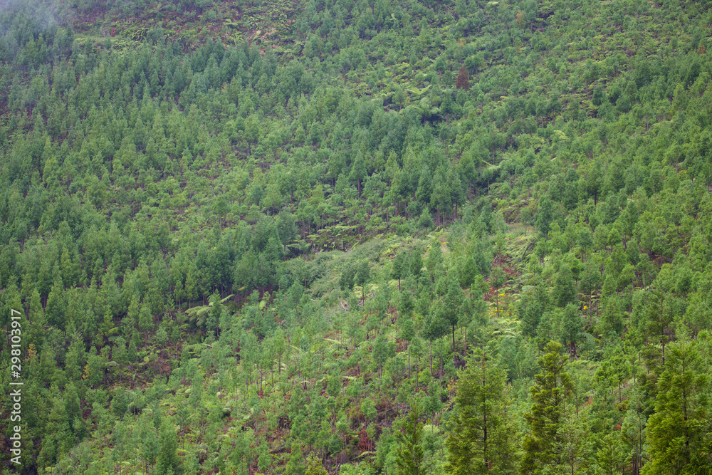 Forest pattern, Sao Miguel, Azores