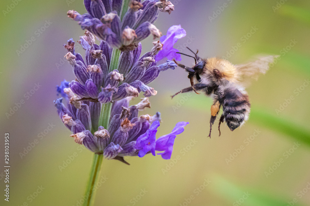 Bumble bee flying towards violet blossom Bumble bee flying towards violet blossom