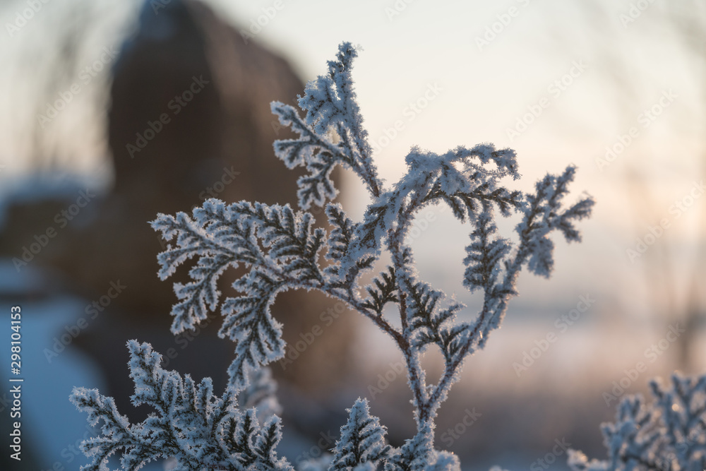 Naklejka premium frozen branches