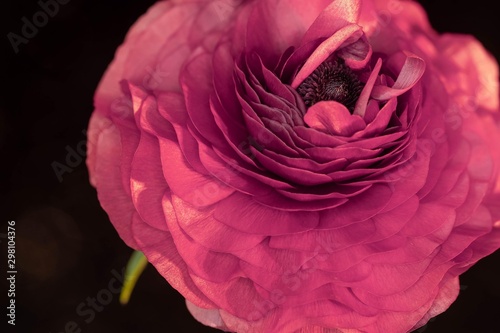 cerise flower © Garry